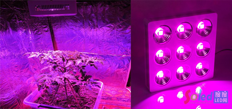 ���ٹ�(ji��)��LEDֲ�����L(zh��ng)����(d��)�؄�(chu��ng)��(y��u)��(sh��)���@